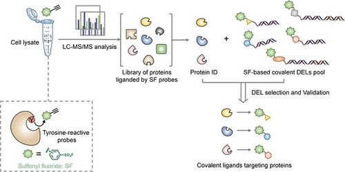 开发ABPP Codel技术用于发现靶向酪氨酸的苗头化合物